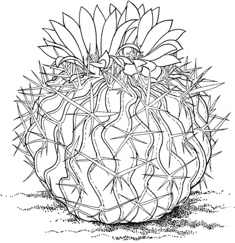 Stenocactus Multicostatus Or Brain Cactus Coloring Page